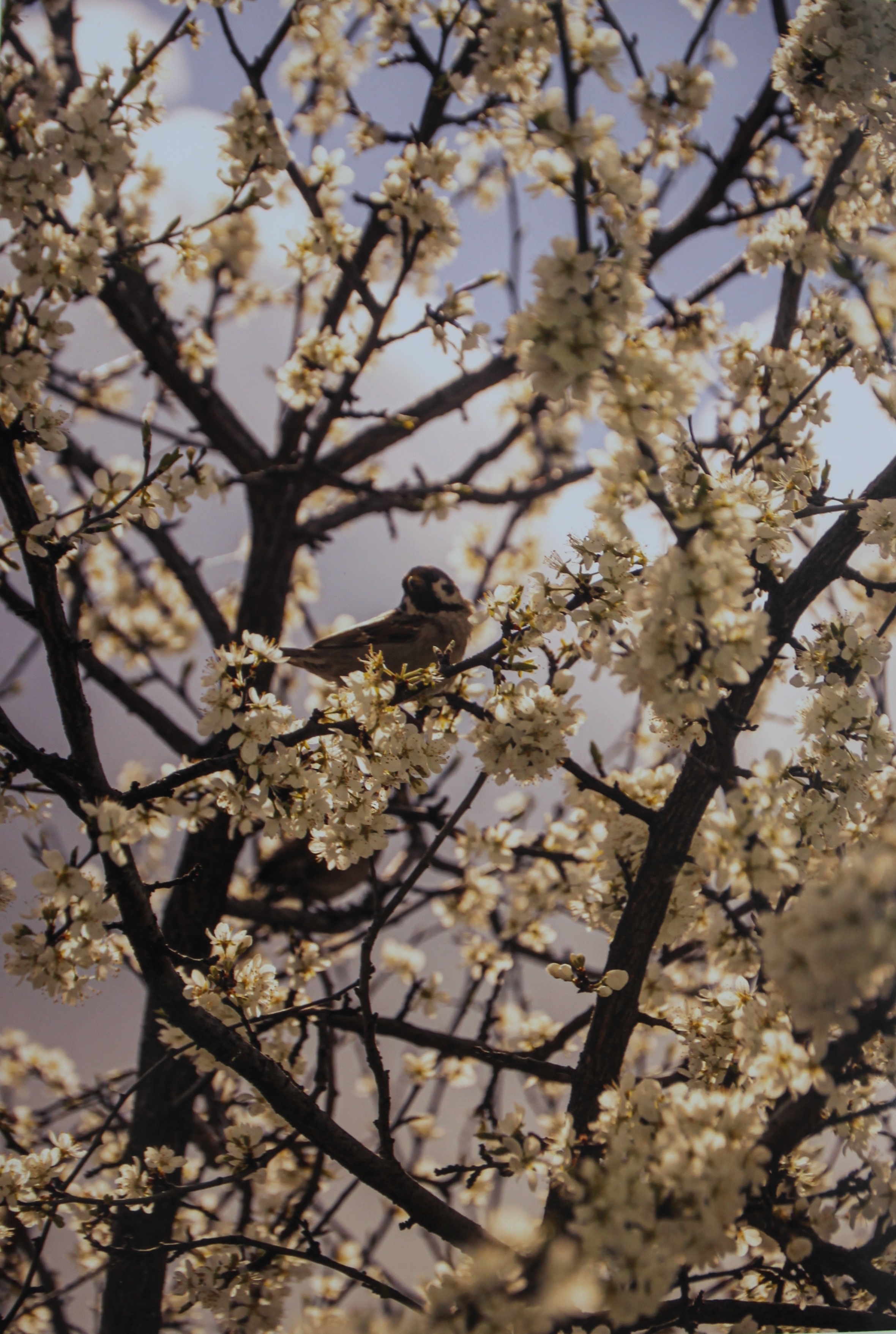 Областной конкурс для​ студентов профессиональных образовательный организаций "С верой по жизни"